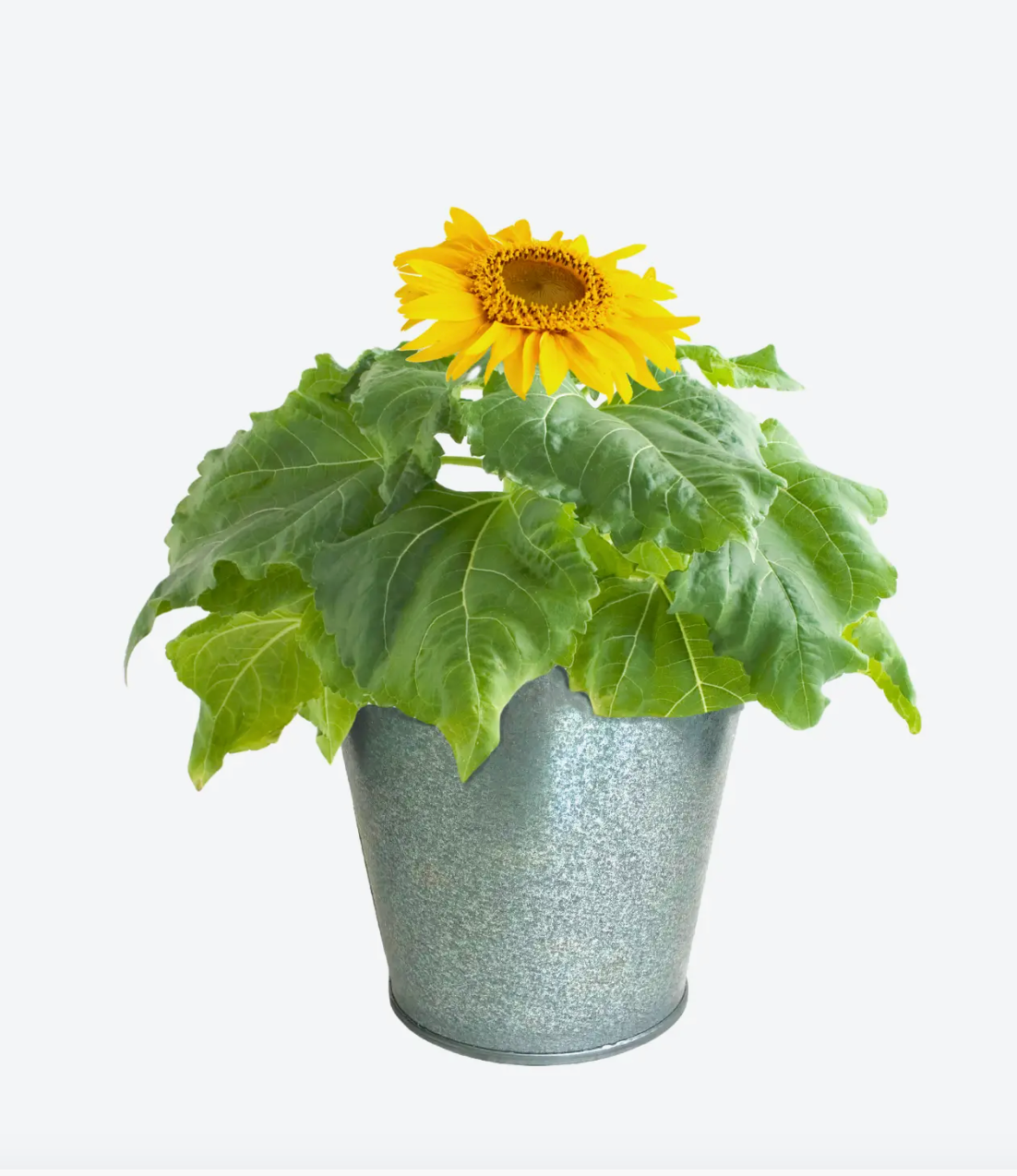 Garden in a Pail - Sunflower