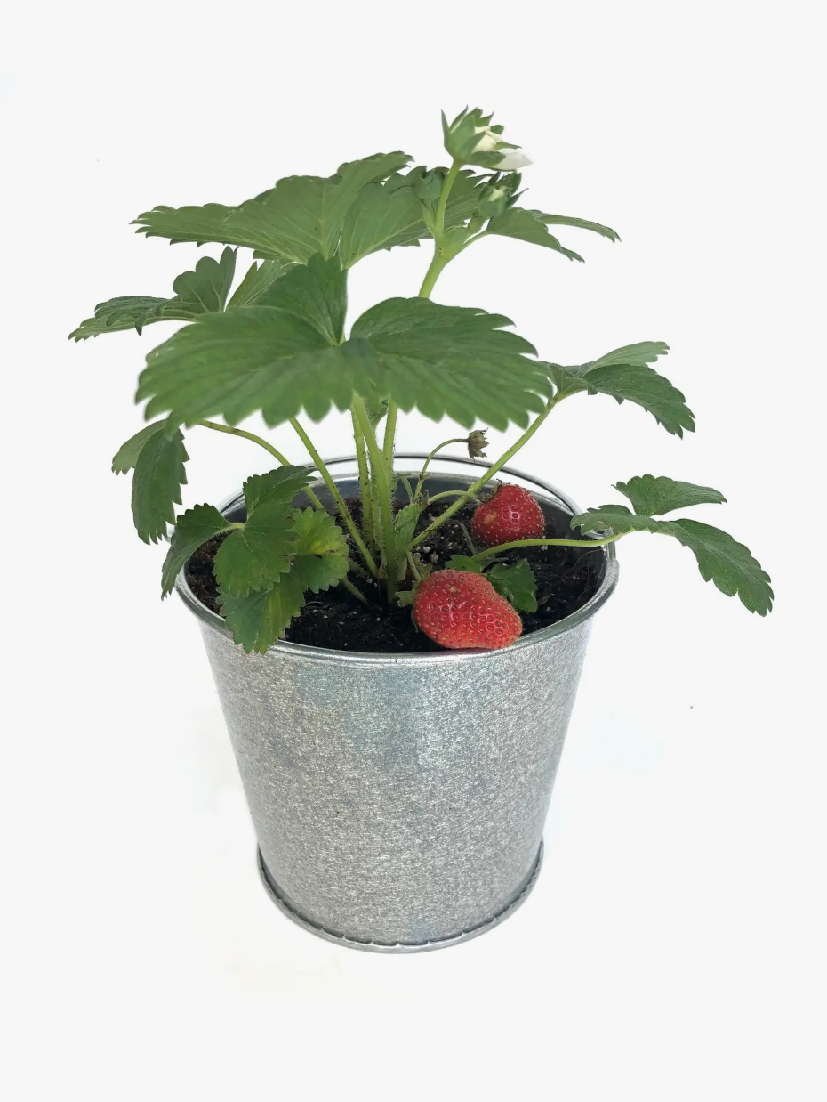 Garden in a Pail - Strawberry