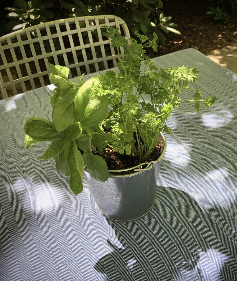 Garden in a Pail - Herb