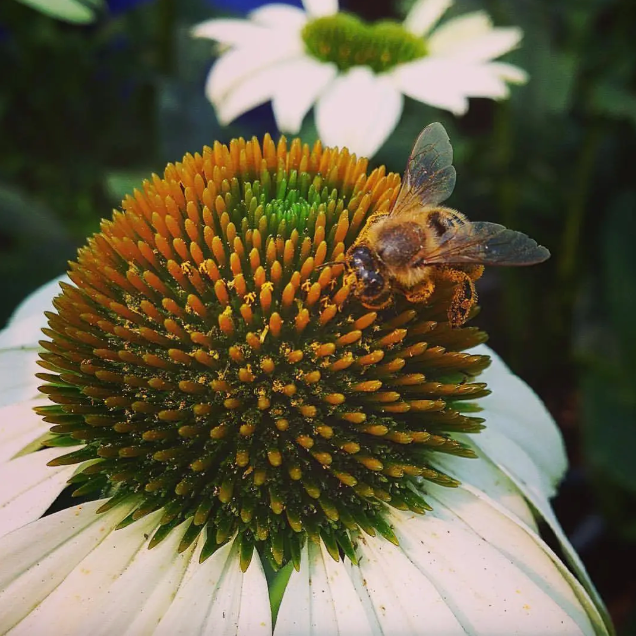 Garden Sprinkles | Honeybee